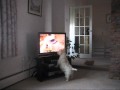 Barney Loves Meerkats
