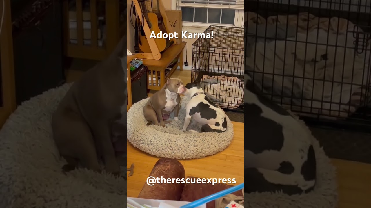 Enlarge KARMA , a ADOPTABLE Pit Bull Terrier in Media, PA video 6/6