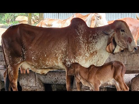 Corrales de don Victorino Meléndez, Santa Rosa de Lima, La Unión Norte, jueves 16 de octubre 2025