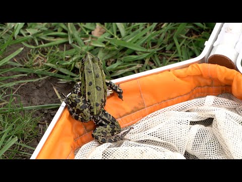 Skokan zelený žijící v Poodří nemá samičky