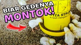 Download lagu 3 Kunci Sukses Masa Brooding Ayam Broiler mp3