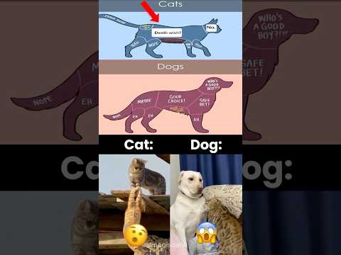 Cat vs Dog Be Like… 😂🐶🐱