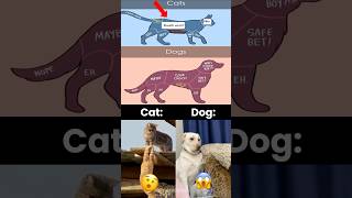 Cat vs Dog Be Like… 😂🐶🐱