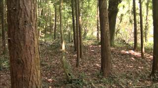 Boogie Woogie Location