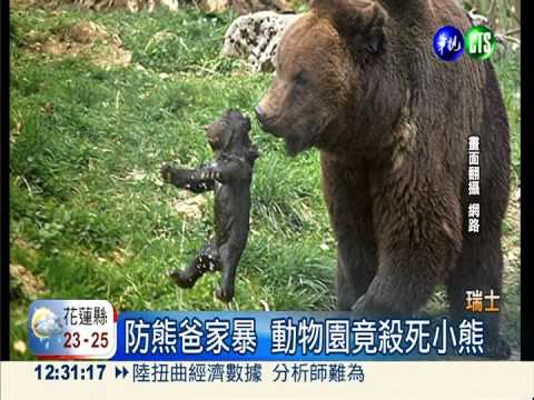 防熊爸虐待 瑞士動物園竟殺小熊