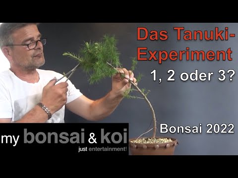 Bonsai 2022-36 - Tanuki-Experiment - 1, 2 oder 3 - ich muss mich entscheiden, Ihr helft mir dabei!