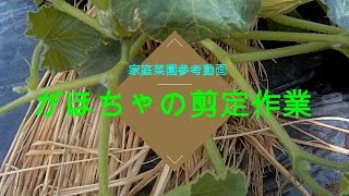 [農家の菜園]21/05/24　かぼちゃ栽培part7 剪定作業　[家庭菜園]