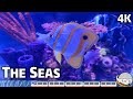 Relaxing Stroll Around The Seas With Nemo Friends At Epcot In 4K Walt Disney World