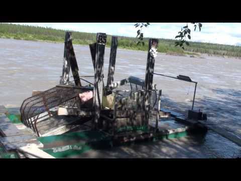 Catching king and red salmon in the Fish Wheel on the Copper River July 2010