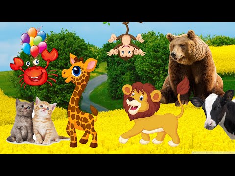 Playful animals around us dogs, elephants, cats, chickens, tigers, fish, pigs, ducks, birds