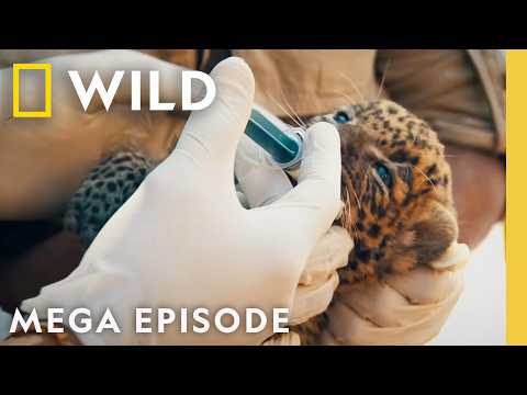 Leopards, Tigers, & Elephants | Jungle Animal Rescue | MEGA EPISODE | Nat Geo Animals