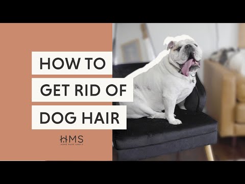 How To Remove Dog Hair From Everywhere: A Cleaning Guide