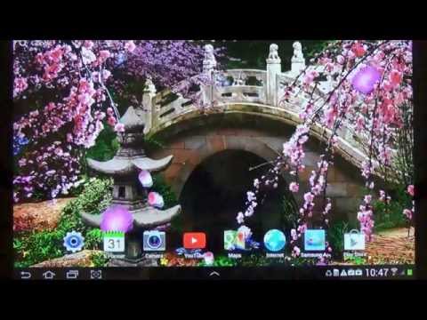 Sakura Live Wallpaper Video