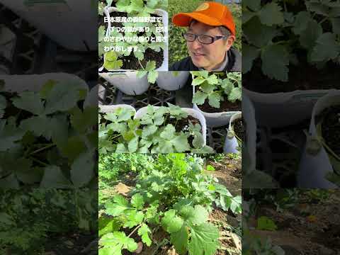 園芸 三葉のアジミニエール