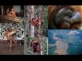 65b ΜΑΛΑΙΣΙΑ MALAYSIA B Μέρος Kota Kinabalu Gunung Mulu Kuching Kubah Matang