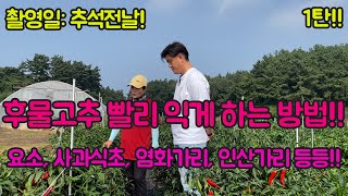 후물고추 익혀서 돈 많이 벌어봅시다!!~ 후물고추도 잘 기르면 인건비, 자재값 뽑습니다^^! 고추 농사 잘 …