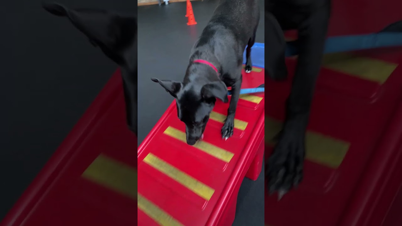 Rudy, a Adoptable mixed breed in Chicago, IL video 6/6