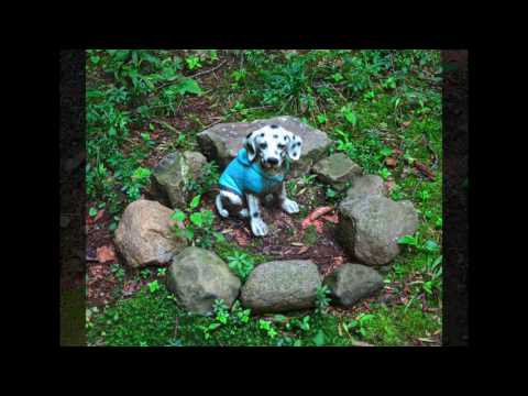 Lily Dale Assembly Pet Cemetery