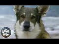 Hobo Music Video # 1 - Terry Bush Sings Maybe Tomorrow (1979) | The Littlest Hobo Theme Song