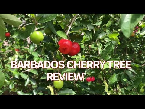 BARBADOS CHERRY TREE | REVIEW