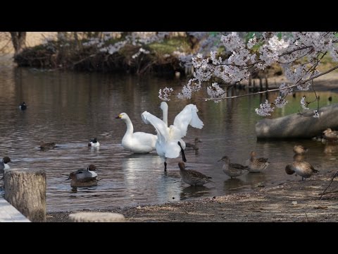 お幕場大池公園（2016年4月13日撮影）