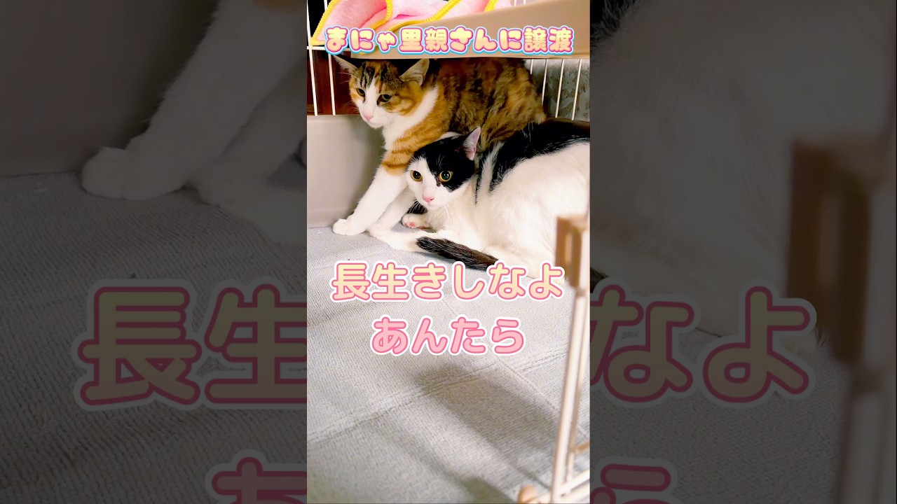 【真冬にお外で生活してた野良子猫】まにゃを里親さんに譲渡しました