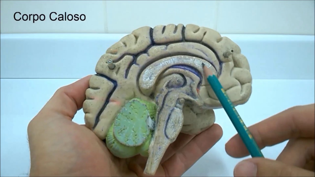 Neuroanatomia - Áreas Corticais