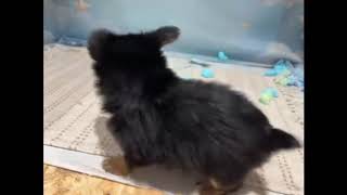 ハーフ犬の動画01
