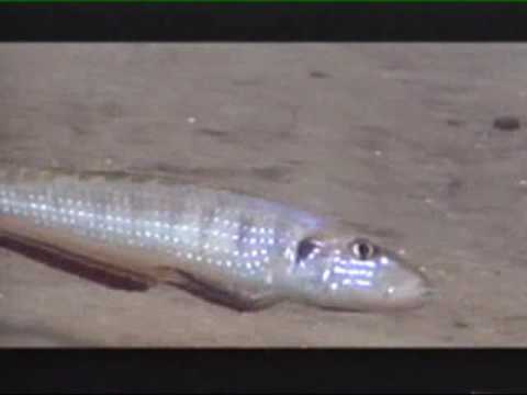 Lago Tanganica documentario parte 4