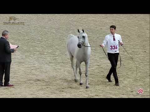 N.336 NAYEF UMM AL UDHAM - 22nd Qatar National 2019 - Stallions 4 to 6 Years Old (Class 12)