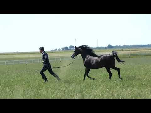 ⚜️ WIEZA ORIENTU ⚜️ (Ganges x Wieża Mocy / QR Marc), 2022 SUMMER SALE