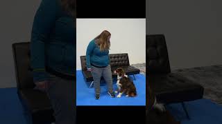🚨 Service Dog Training: Behavior Interruption & Alert