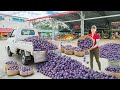 Rewind Timelapse Harvest Plums By 3 Wheeled Truck How To Shop In The Supermarket