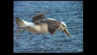 Ride my Llama Live 151016 High Flying Bird