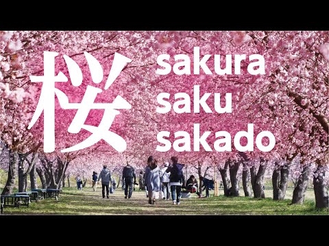 Sakura Saku Sakado 坂戸の桜