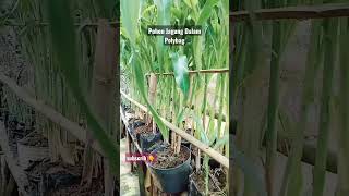 Download lagu Viral !!! Unik Banget Tanam Jagung dalam Polybag #shorts #viral #fresh #petani #tanimillenial mp3