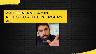 Protein and amino acids for the nursery pig