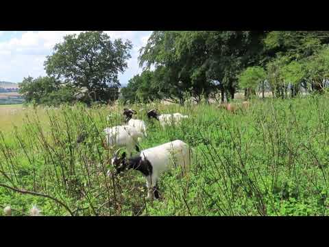Bagot goats used for conservation grazing