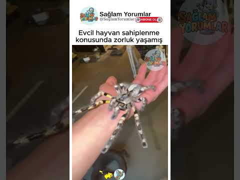 Evcil hayvan sahiplenme konusunda zorluk yaşamış
