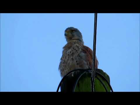 Mr K sits & preens on alternative telegraph pole 12th Aug 2017