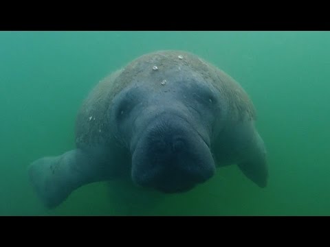 Windy Day Distractions Toothy and Fatty