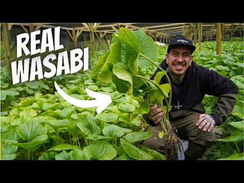 Watch this before Buying Wasabi