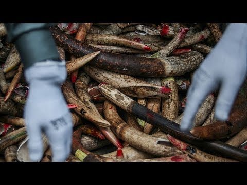 Arab Today- Asia’s role in ending illegal ivory trade