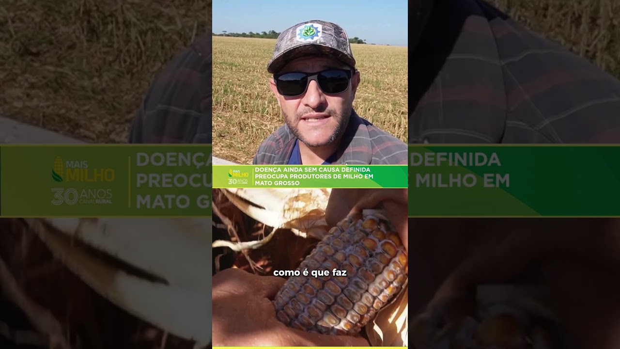Doença ainda sem causa definida preocupa produtores de milho em Mato Grosso