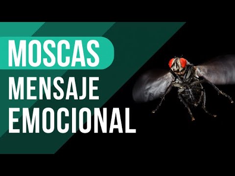 Meaning of HAVING FLIES in your home ✨🪰 You won't believe it!