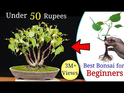 How to easily make a Bonsai Tree under 50 rupess | Best Bonsai for beginners
