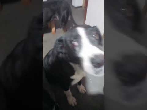 Que pasó? #casagrande #perro #miradacanina #cordoba