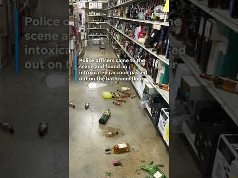 Raccoon ransacks liquor store, passes out intoxicated on bathroom floor