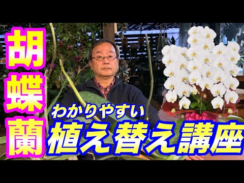 , title : '【洋蘭】胡蝶蘭の植え替え講座！2回目を咲かせるために必要なポイントも紹介。植物の育種のコツとポイントをわかりやすくレクチャー！Repotting a phalaenopsis orchid'