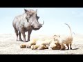 Timon Pumbaa Funny Scene In Hindi The Lion King